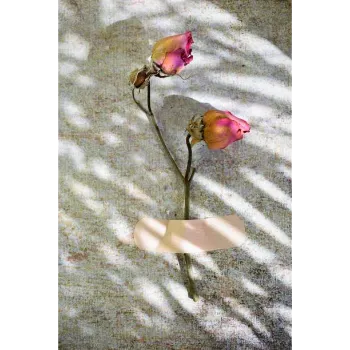 Natural Dry Rose